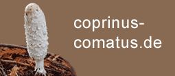 Coprinus Comatus